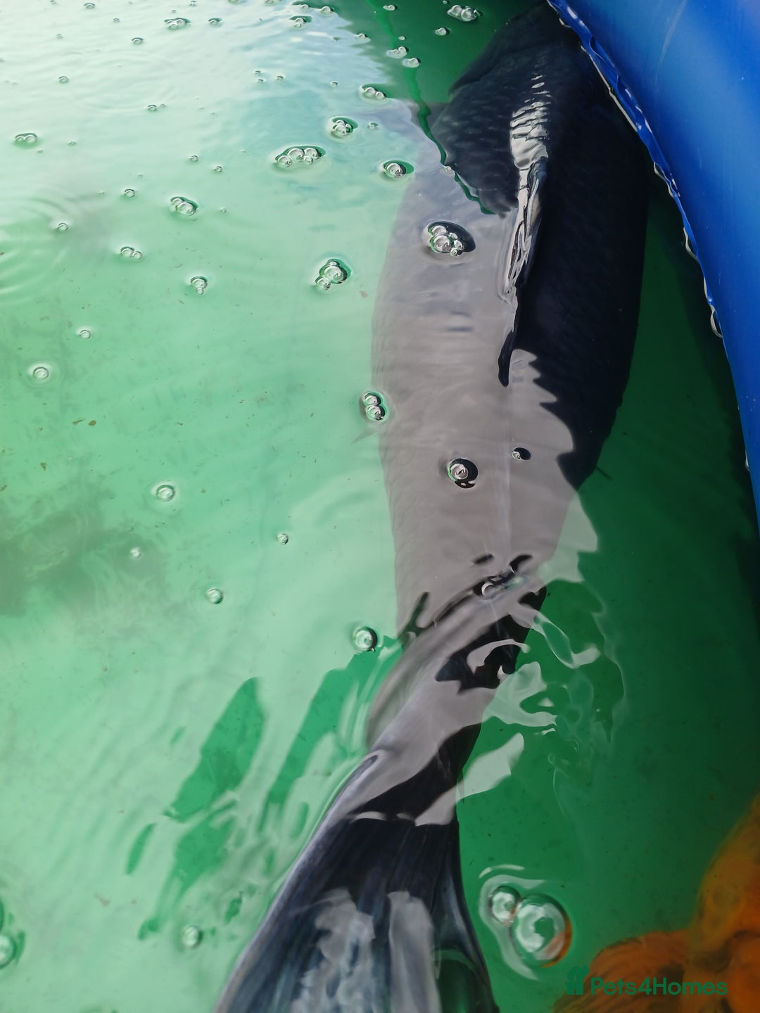 Koi Carp fish for sale: 5 large pond fish - Image 9