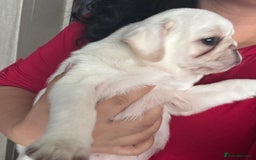 Pug dogs for sale: Beautiful Pug Puppies Male 10weeks old - Image 30