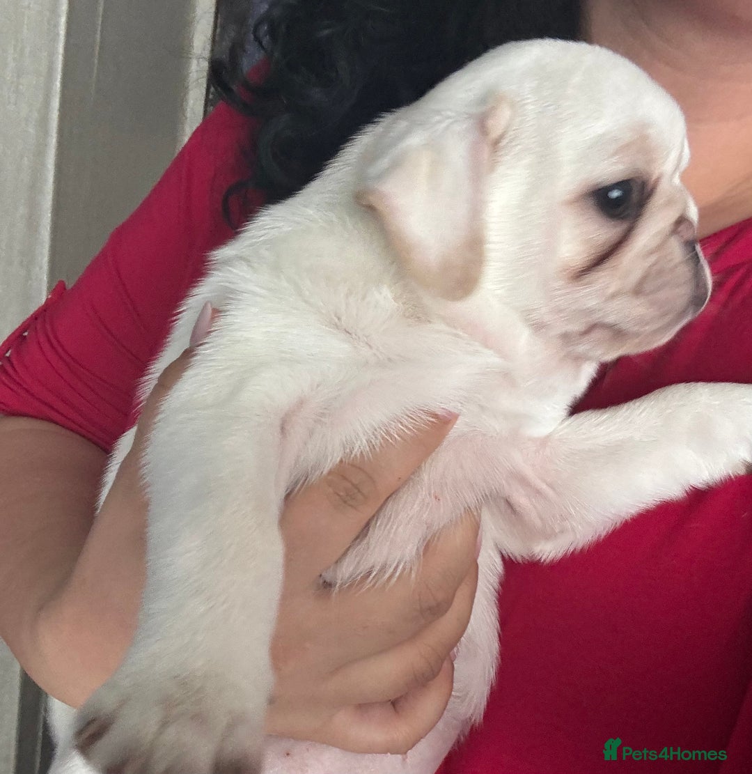 Pug dogs for sale: Beautiful Pug Puppies Male 10weeks old - Image 30