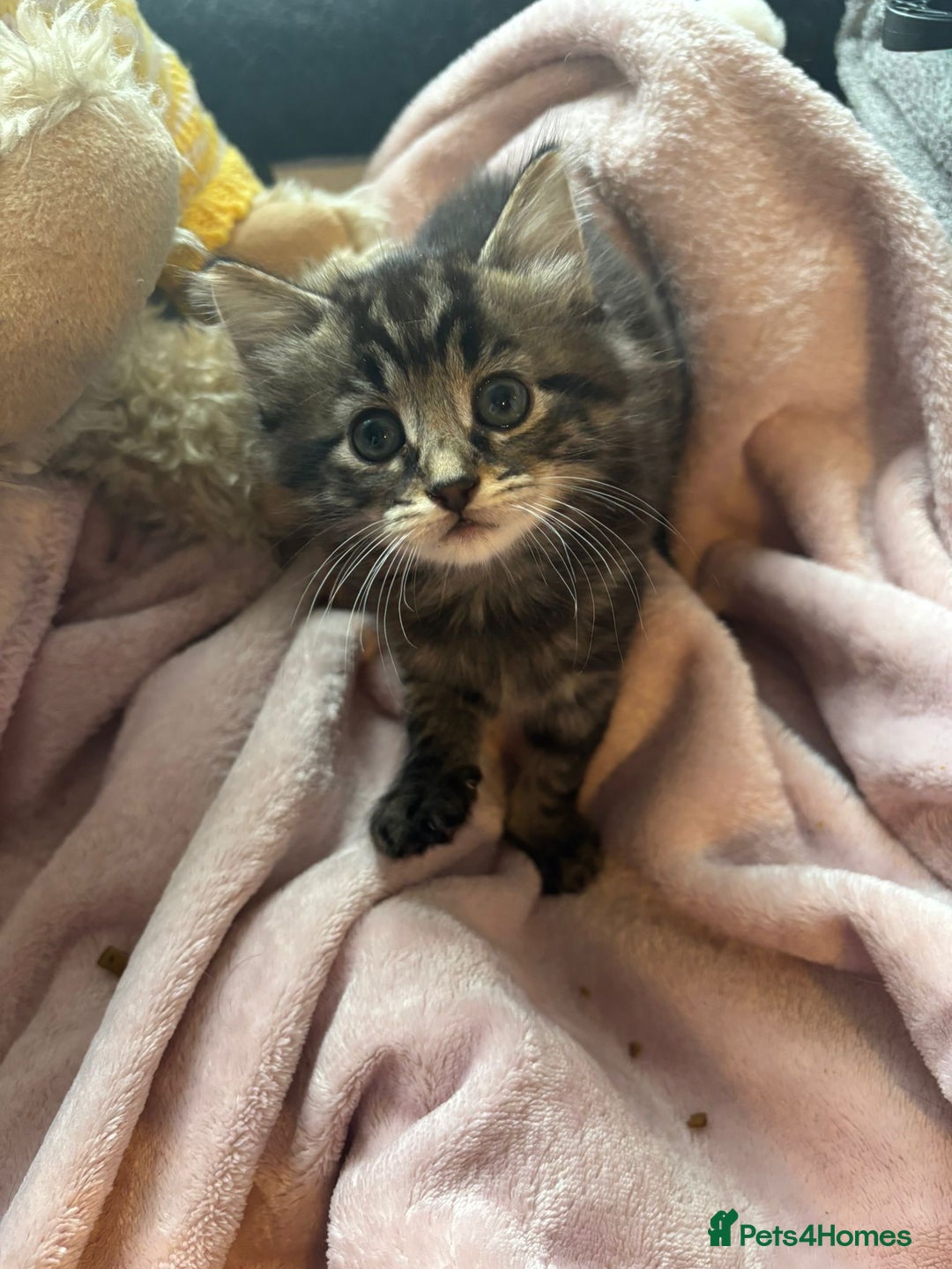 Mixed Breed cats for sale: Mixed breed 6 kittens  - Image 8