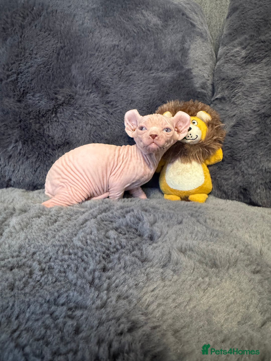 Sphynx cats for sale:  🔥Sphynx and Elf kittens 🔥 - Advert 25