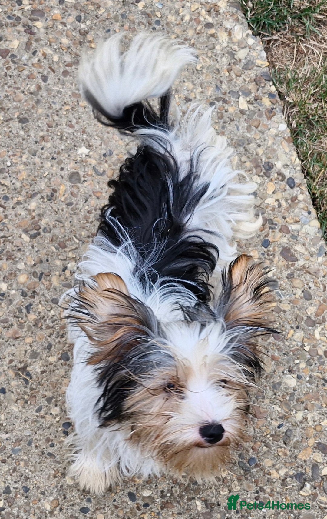Biewer Terrier dogs for sale: Biewer Yorkshire Terrier MALE Puppy - Image 4