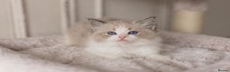 Ragdoll cats for sale: Bicolour and Lynx Ragdoll kittens - Advert 27