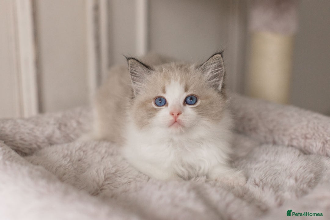 Ragdoll cats for sale: Bicolour and Lynx Ragdoll kittens - Advert 27