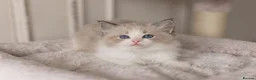 Ragdoll cats for sale: Last Blue Bicolour Ragdoll female available  - Advert 16