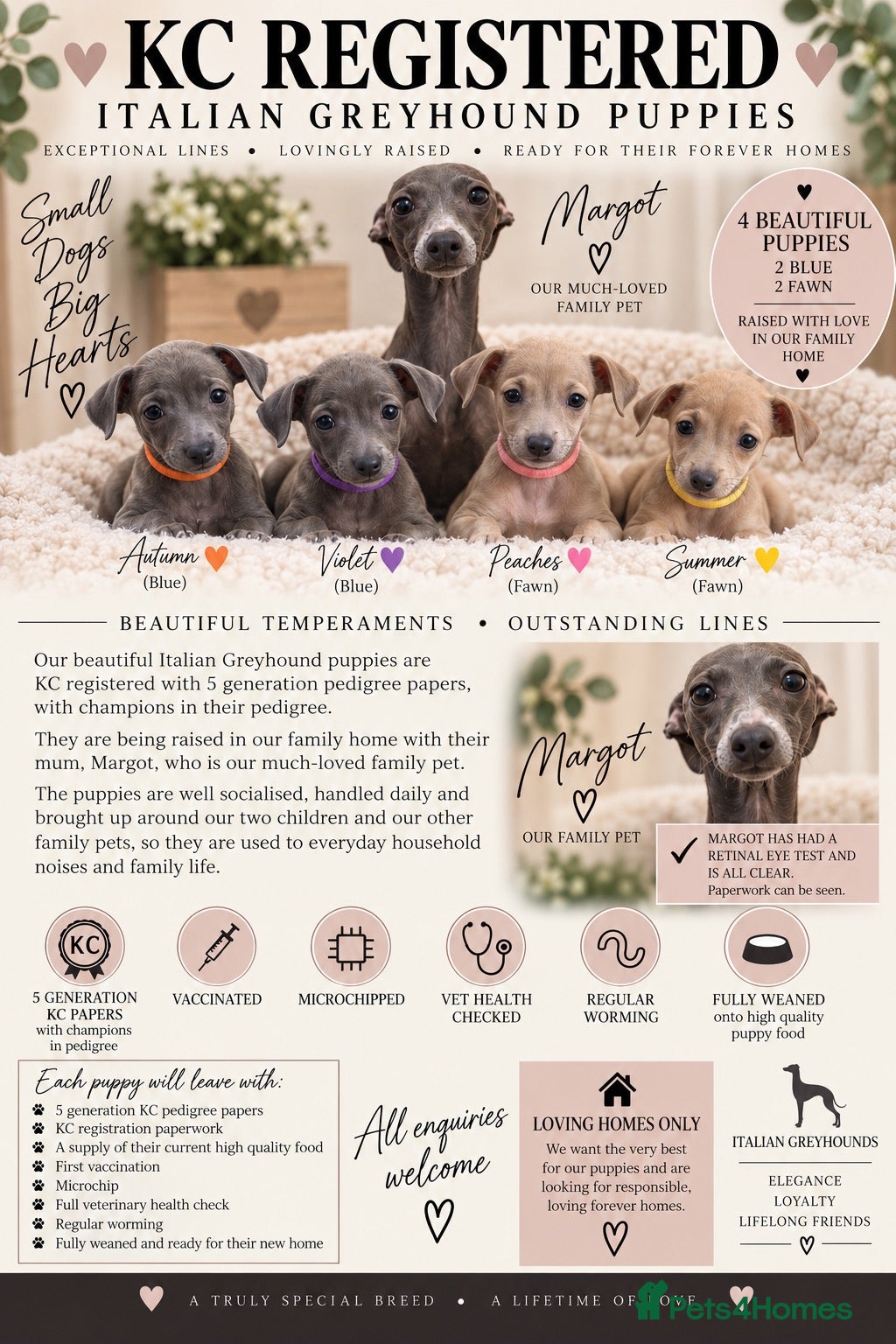 Italian Greyhound dogs 🐾 KC Registered Italian Greyhound Puppies 🐾 - Advert 2