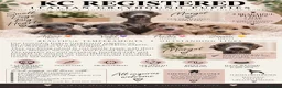 Italian Greyhound dogs for sale: 🐾 KC Registered Italian Greyhound Puppies 🐾 - Advert 2