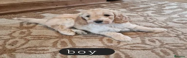 Cockapoo Puppy 3