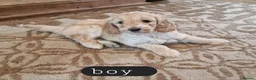 Cockapoo dogs for sale: Beautiful and friendly Cockapoo puppies - Advert 10
