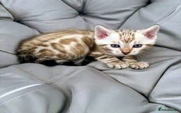 Bengal cats for sale: 🐾Gorgeous Pure Bengals Ready Now🐾 - Image 10