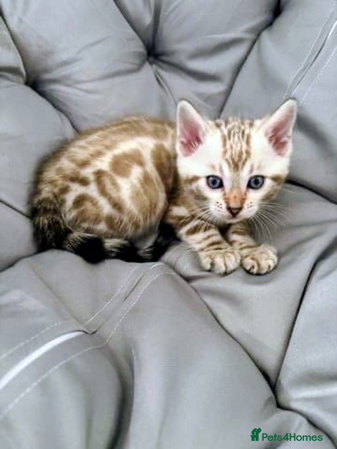 Bengal cats for sale: 🐾Gorgeous Pure Bengals Ready Now🐾 - Image 10