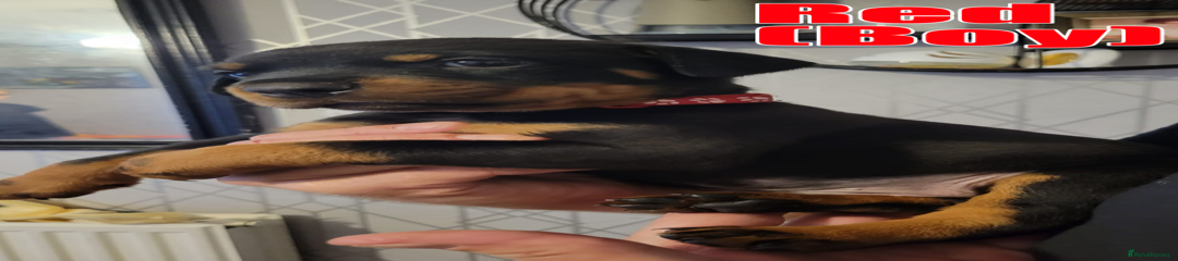 Rottweiler Puppy 3