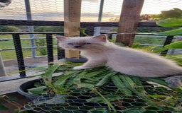 Ragdoll cats for sale: Ragdoll kittens  - Image 10