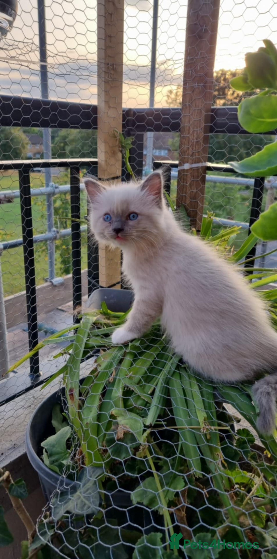 Ragdoll cats for sale: Ragdoll kittens  - Image 10
