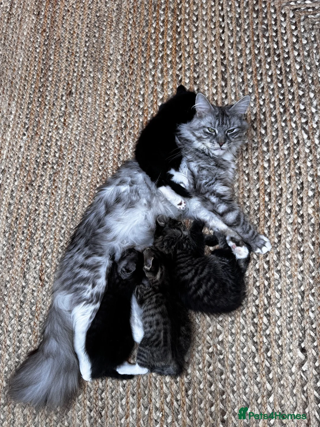Maine Coon cats for sale: 5 Maine Coon kittens looking for their homes 🐾 - Advert 1