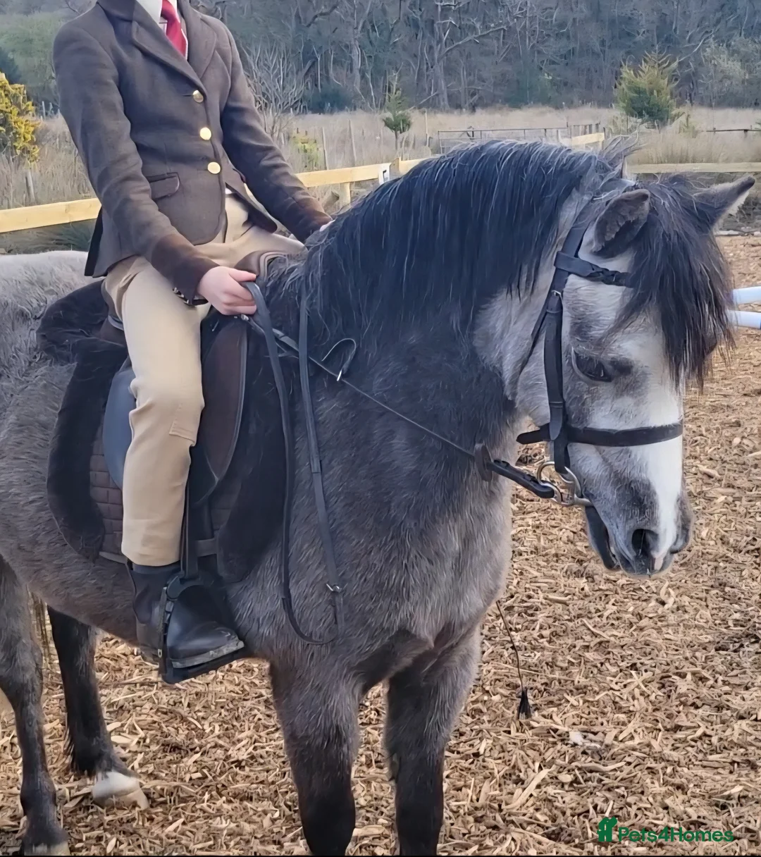 Welsh Section A horses for sale: Pretty Sophia,  in Bridgend - Advert 2