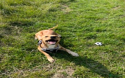 Mixed Breed dogs for sale: Female cocker spaniel X Whippet  - Image 4