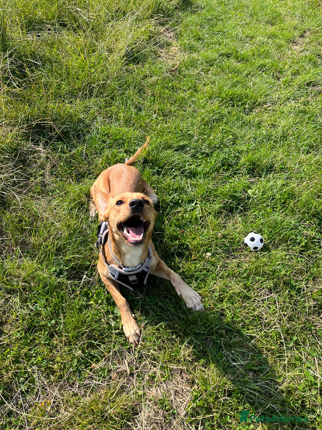 Mixed Breed dogs for sale: Female cocker spaniel X Whippet  - Image 4