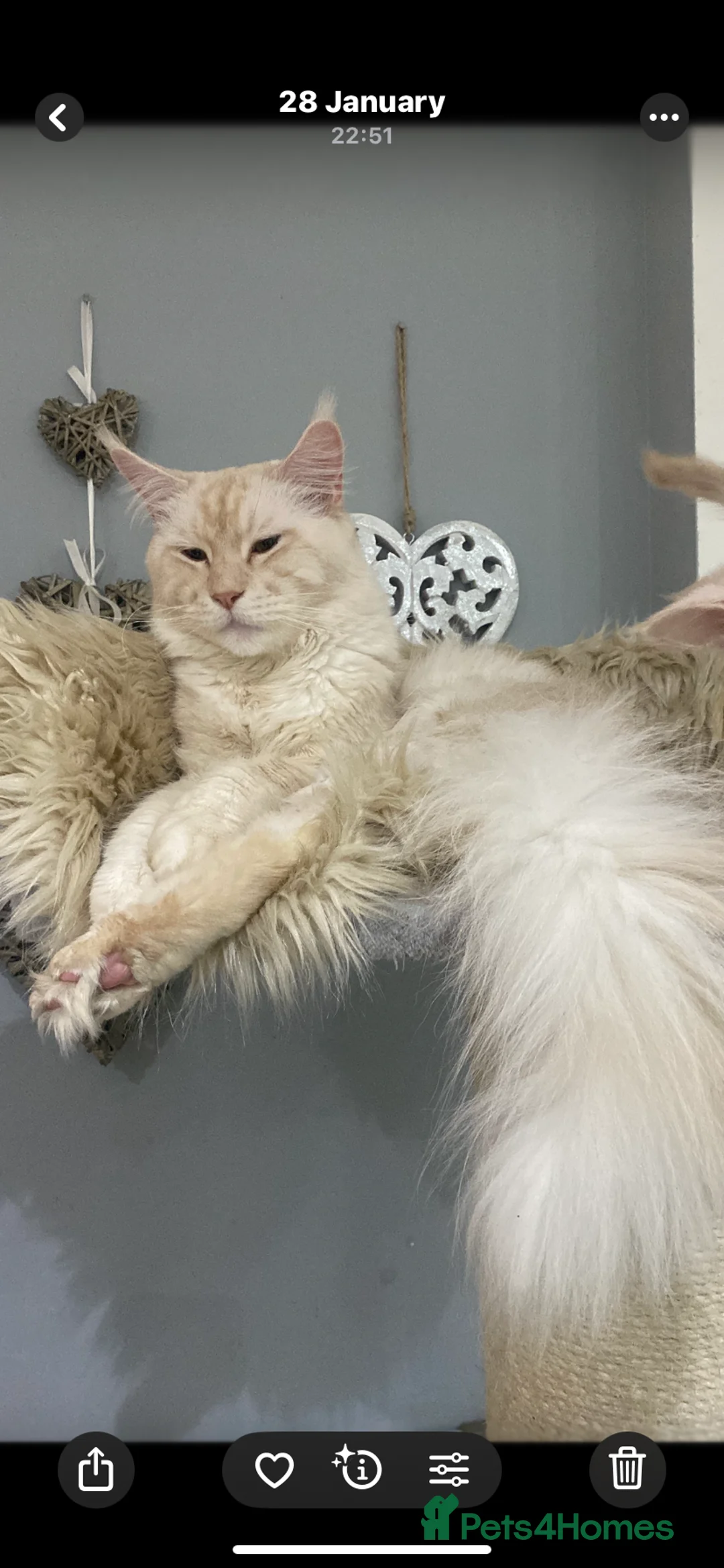 Maine Coon cats for stud: Pedigree Maine Coon Stud Available - Advert 3