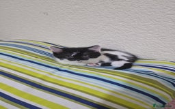 Mixed Breed cats for sale: Adorable Britishshorthair🐾 mixed looking for 🏠 - Advert 1