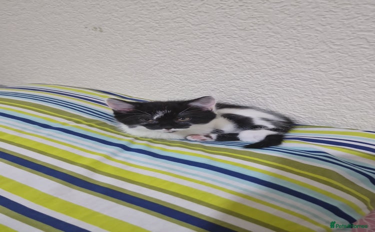 Mixed Breed cats Adorable Britishshorthair🐾 mixed looking for 🏠 - Advert 1