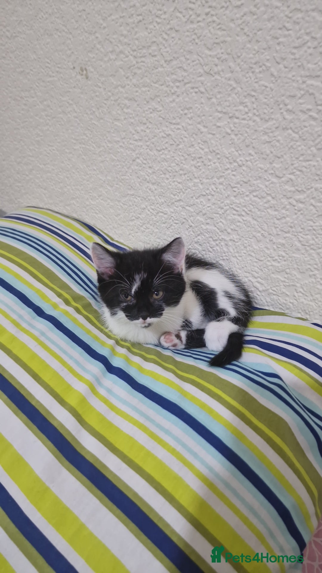 Mixed Breed cats for sale: Adorable Britishshorthair🐾 mixed looking for 🏠 - Advert 1