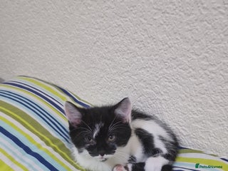 Mixed Breed cats Adorable Britishshorthair🐾 mixed looking for 🏠 - Advert 1