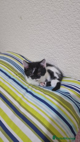 Mixed Breed cats Adorable Britishshorthair🐾 mixed looking for 🏠 - Advert 1