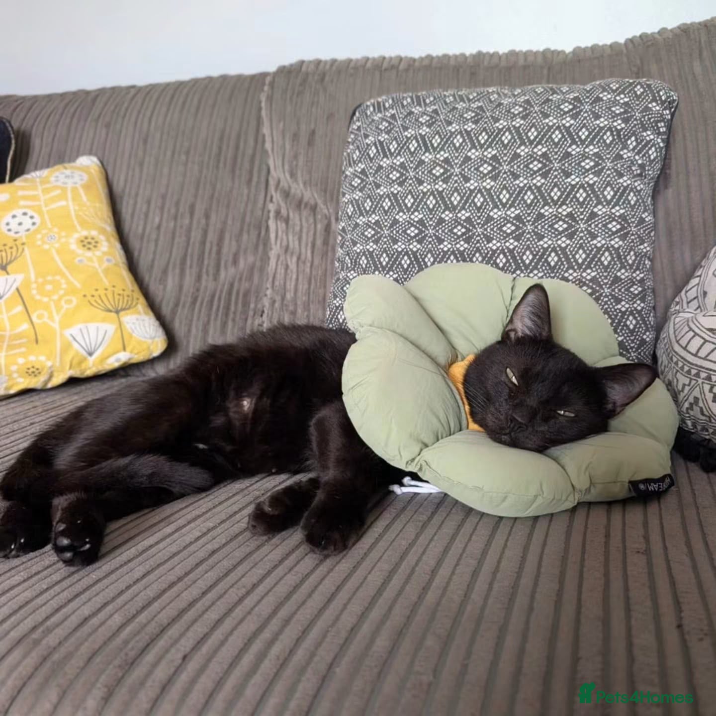 Domestic Shorthair cats Cleo, stunning 2 year old girl  - Advert 3