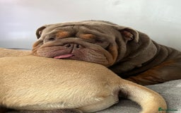 English Bulldog dogs for sale: English bulldog puppies - Image 34