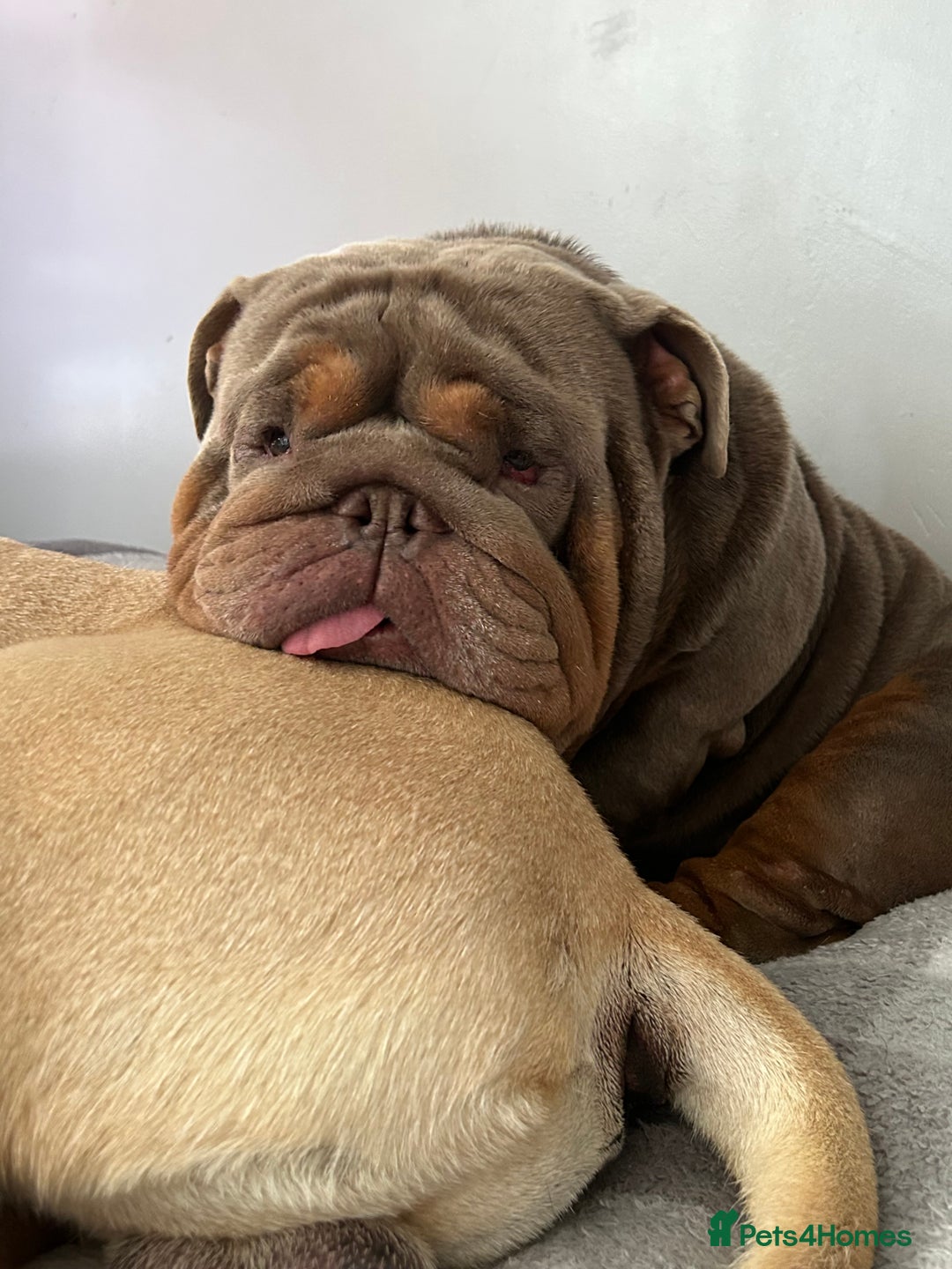 English Bulldog dogs for sale: English bulldog puppies - Image 34