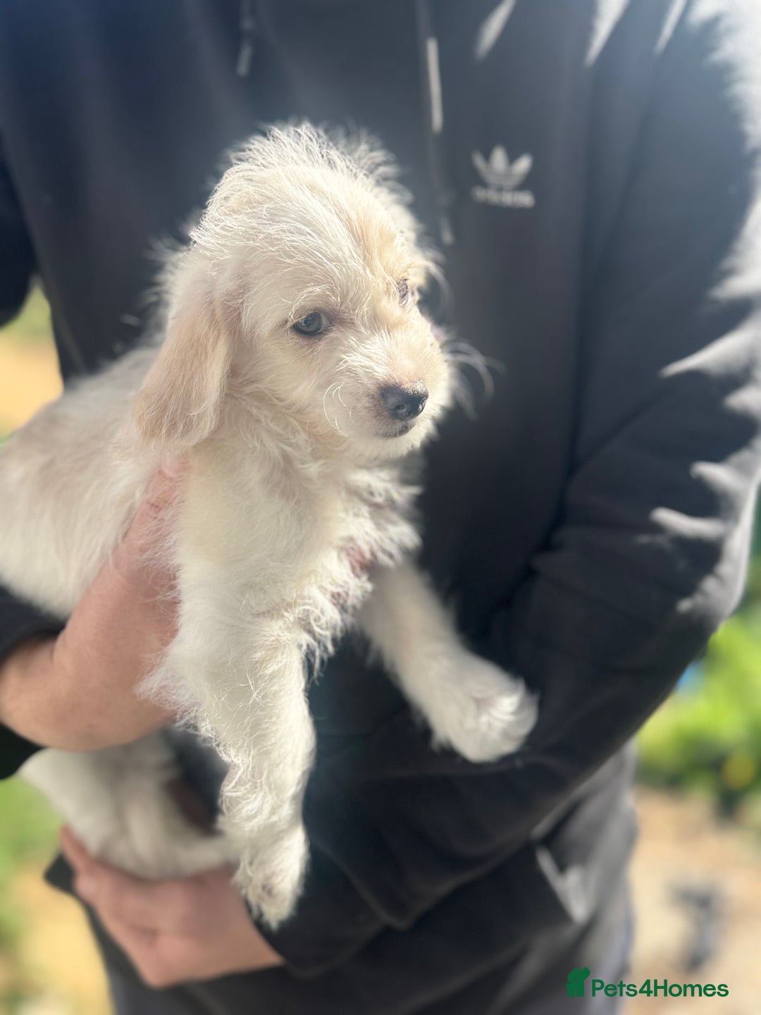 Mixed Breed dogs for sale: Beautiful Peekapoo’s very rare breed - Image 4