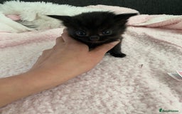 Mixed Breed cats for sale: 6 adorable kittens  - Image 14