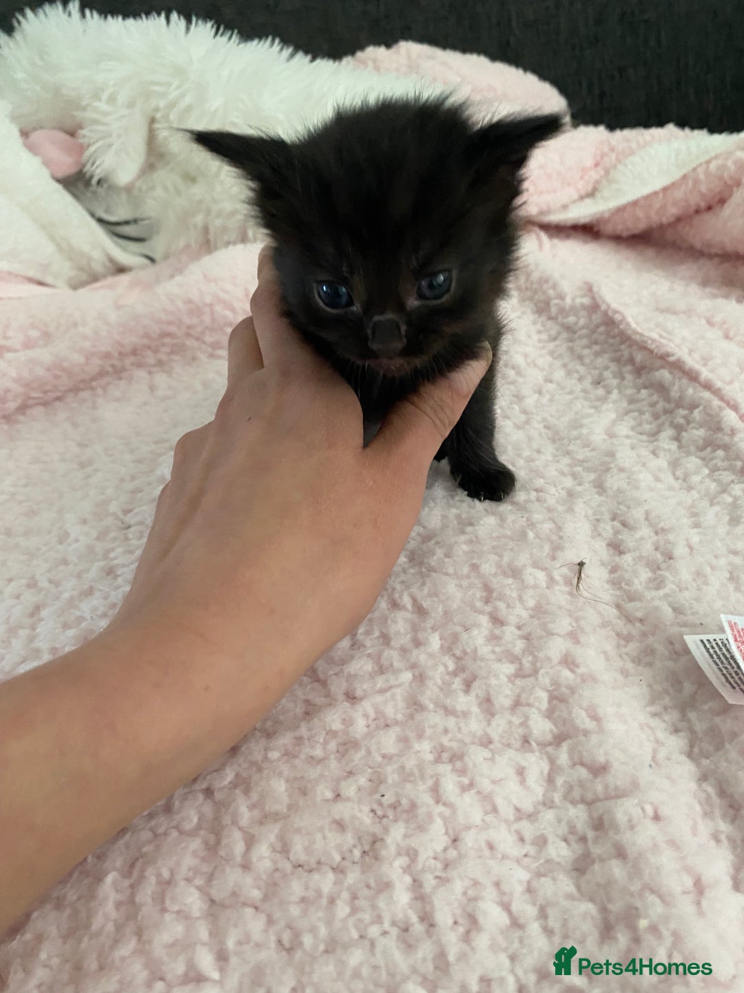 Mixed Breed cats for sale: 6 adorable kittens  - Image 14