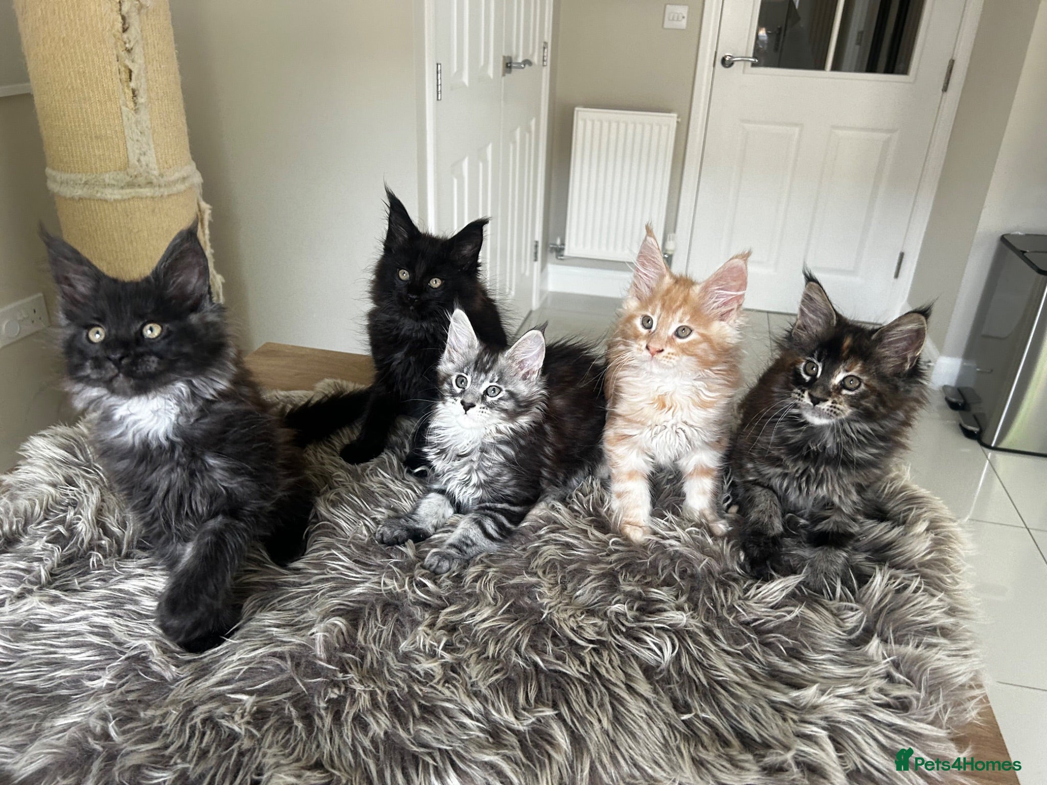 Maine Coon cats Maine Coons - Advert 1