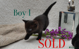 Mixed Breed cats for sale: Beatiful Maine-Coone/Bombay Kittens - Image 5