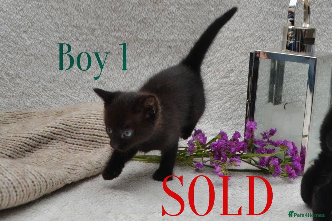 Mixed Breed cats for sale: Beatiful Maine-Coone/Bombay Kittens - Image 5