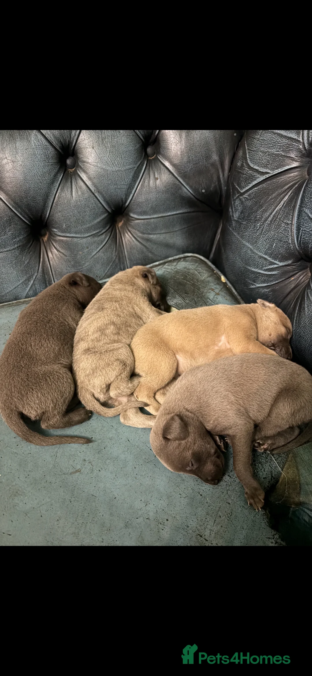 Whippet dogs for sale: 4 male whippet puppies - Advert 1