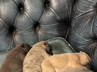 Whippet dogs 4 male whippet puppies - Advert 3