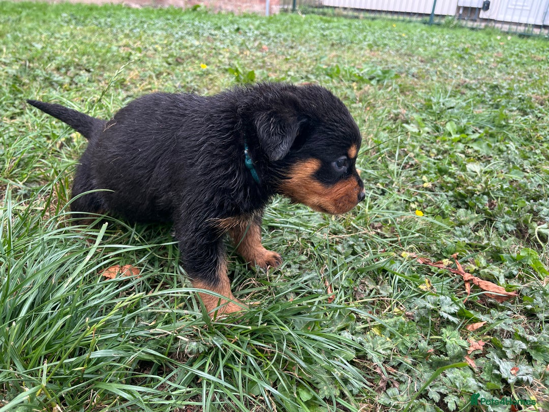 Rottweiler dogs for sale: Rottweiler pups  - Image 4