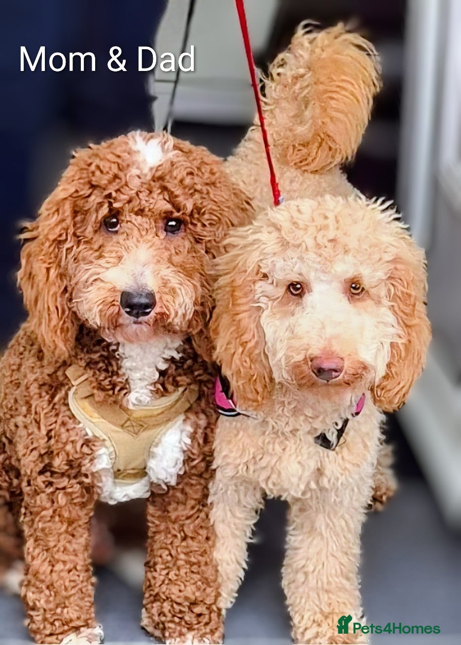 Cockapoo dogs Cockapoo Puppies - Advert 3