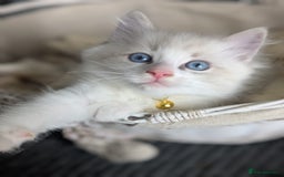 Ragdoll cats for sale: Beautiful Ragdoll kittens - Image 5