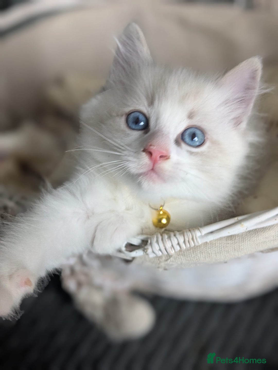 Ragdoll cats for sale: Beautiful Ragdoll kittens - Image 5