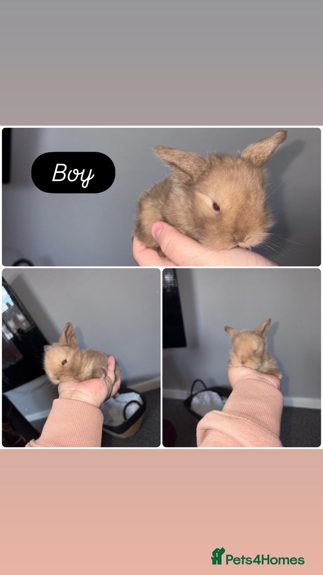Mini Lion Lop rabbits for sale: 2 x mini lion lops available  - Image 2