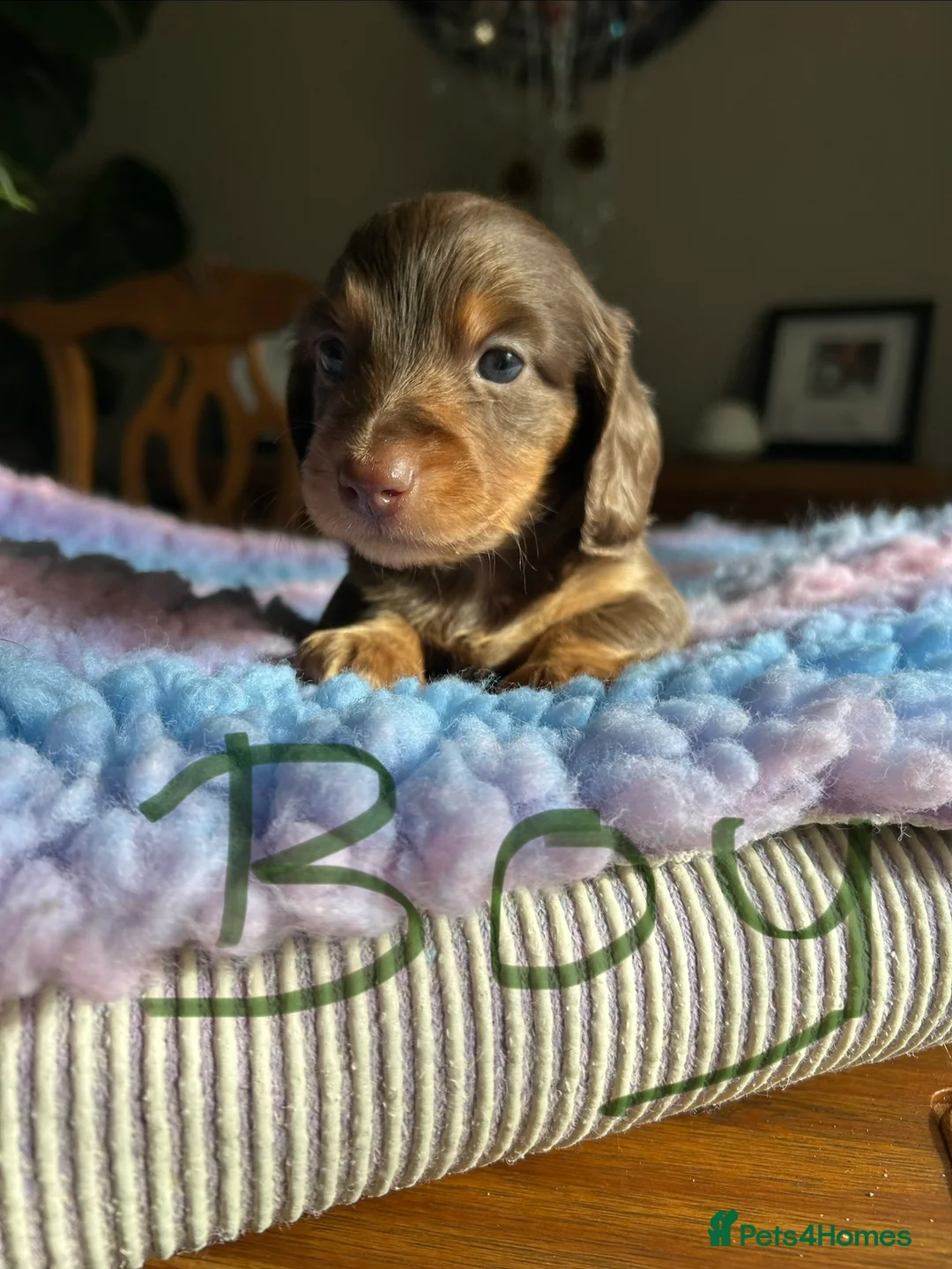 Miniature Dachshund dogs for sale: Miniature long haired dachshund  - Advert 13