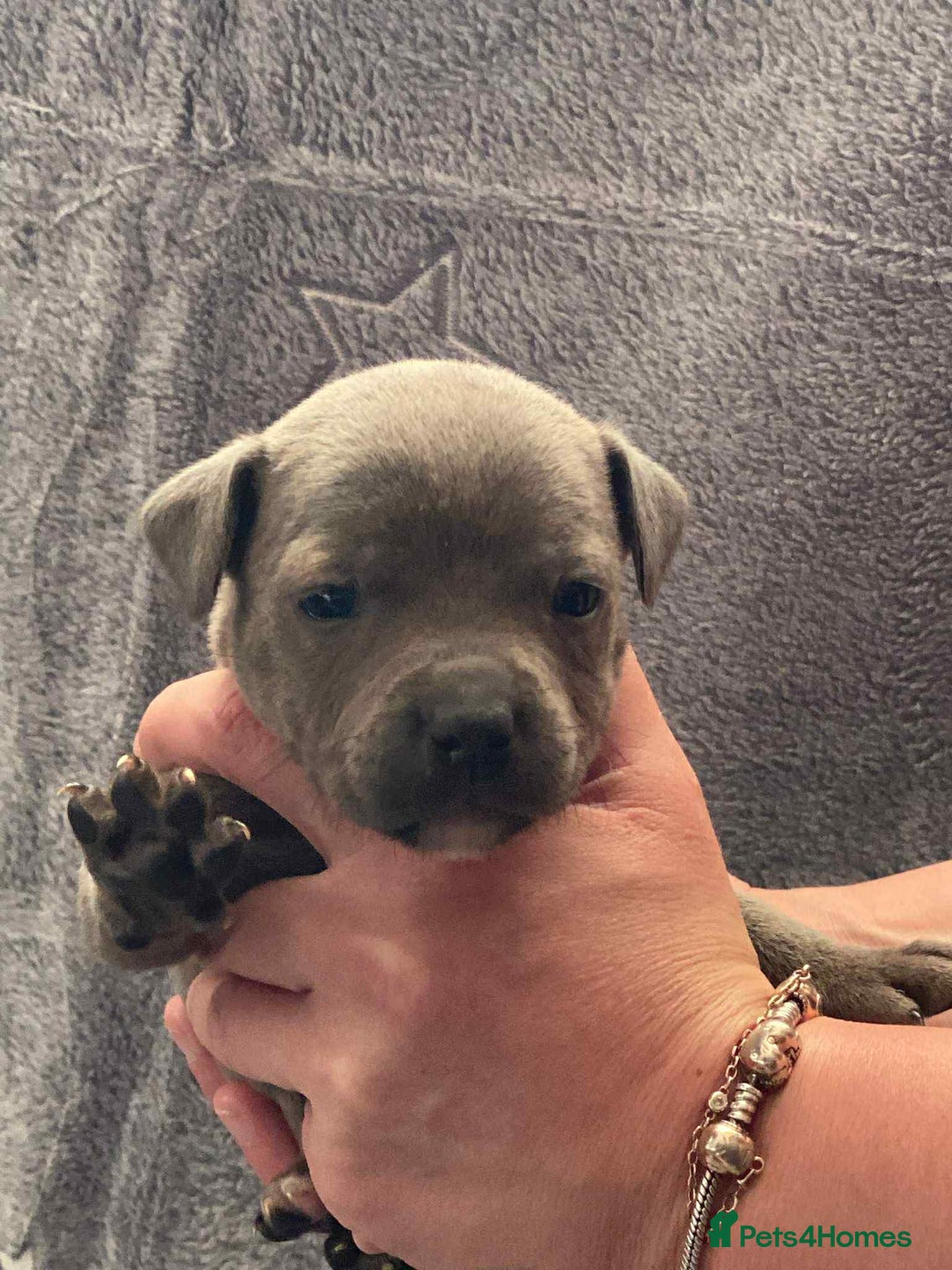 Staffordshire Bull Terrier dogs for sale: Blue Staffordshire bull terrier  - Image 11