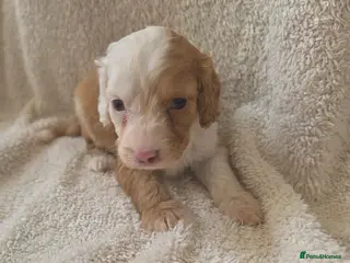 Cockapoo dogs Cockapoo f1 - Advert 9