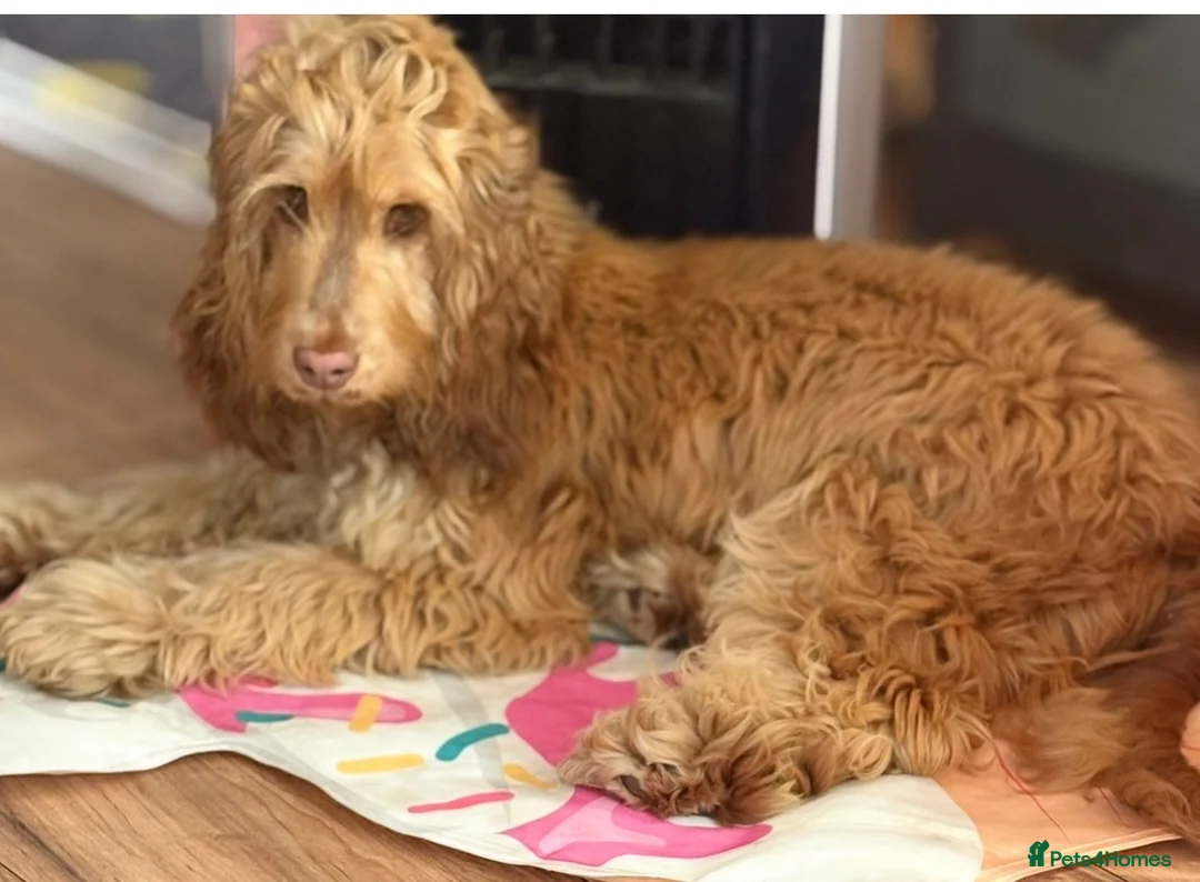 Cocker Spaniel dogs for sale: Chocolate sable show cocker girl  - Advert 2