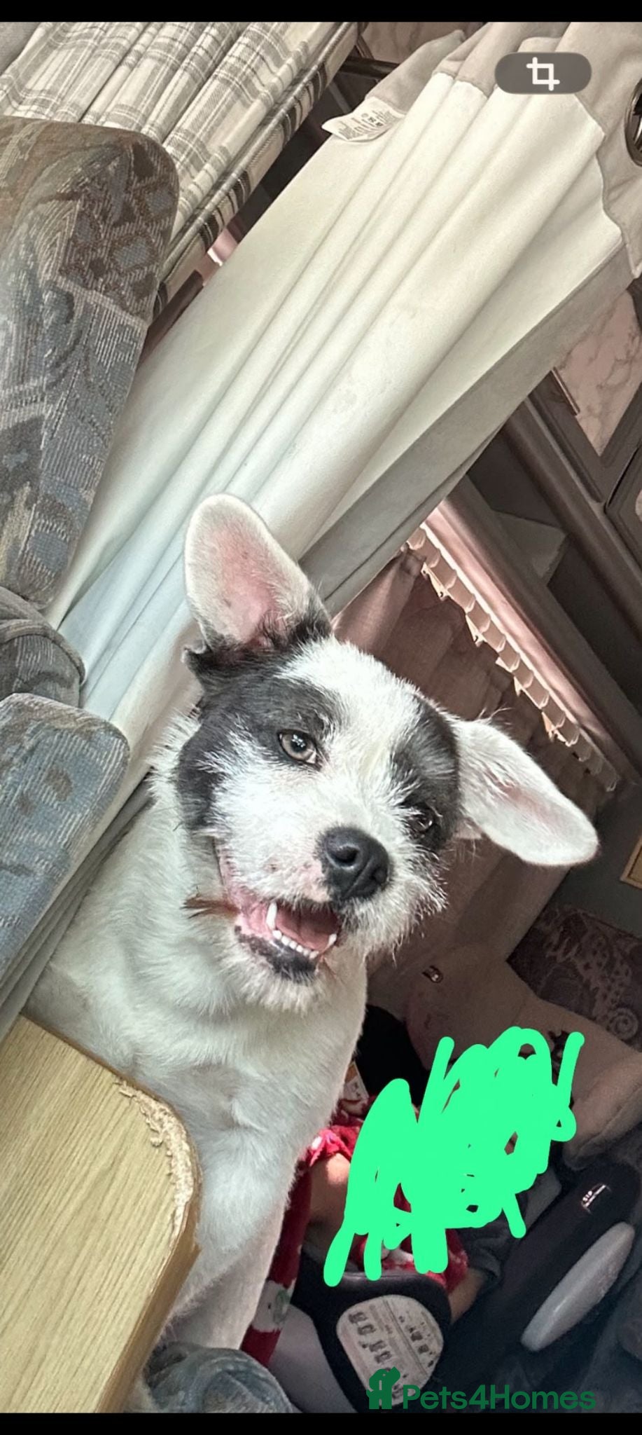 Mixed Breed dogs French bulldog x long haired chihuahua  - Advert 1