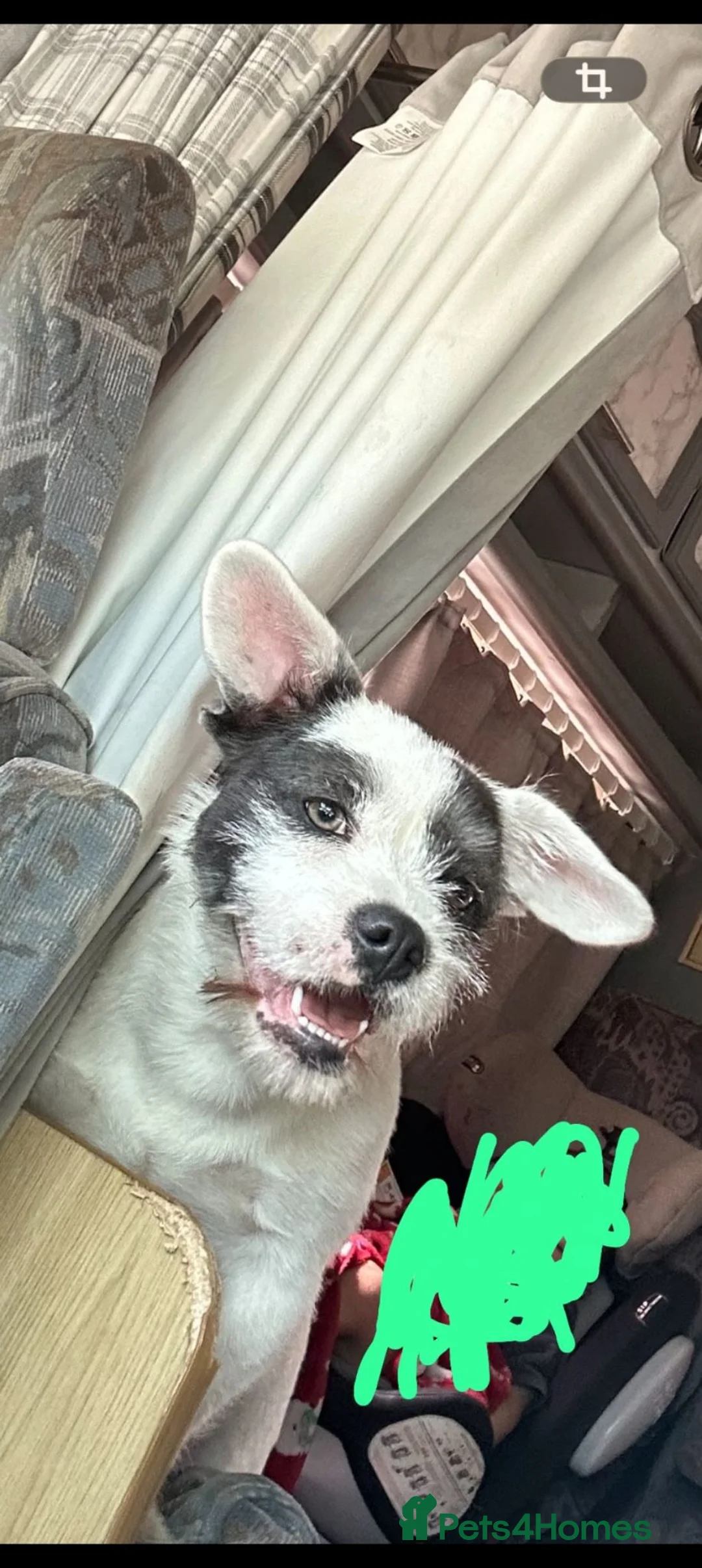 Mixed Breed dogs for sale: French bulldog x long haired chihuahua  in Saint Asaph - Advert 1